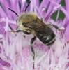 Osmia sp.